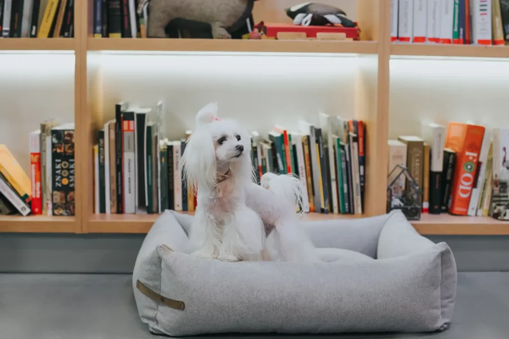 dog standing on the bed by the bookshelf